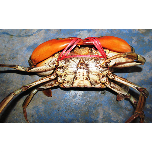 Male Mud Crab