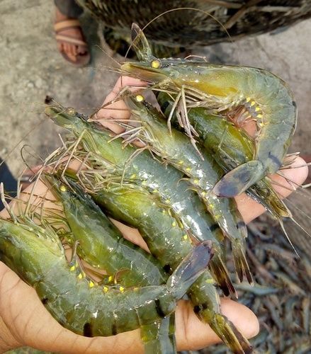 Sea Food Hon Black Tiger Shrimps At Best Price In Kolkata U D Seafood