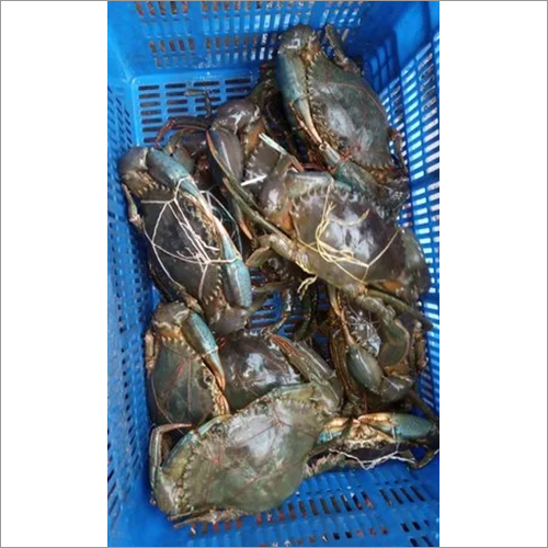 Fresh Mud Crab Packaging: Barrel