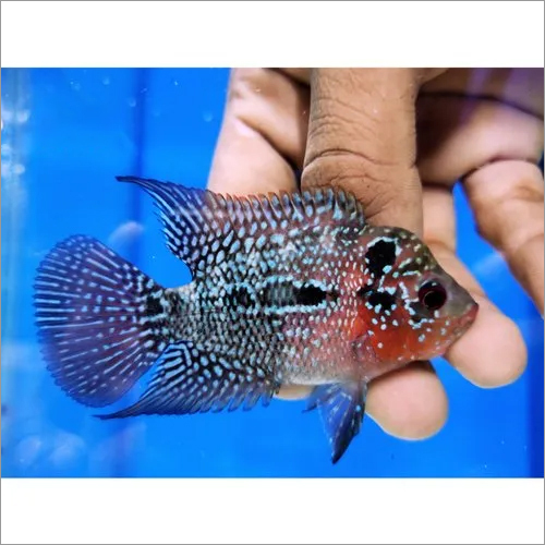 agr flowerhorn