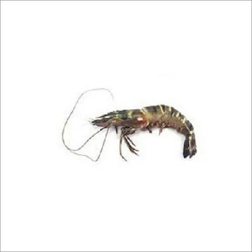 Tiger Prawns Fish Packaging: Barrel