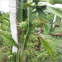 Dragon Fruit Plant