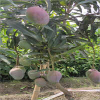 Mango Plant