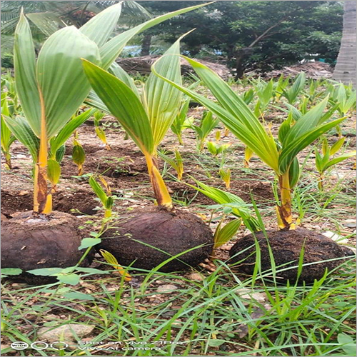 Green Natural Andaman Supari Plant