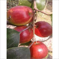 Red Apple Plant