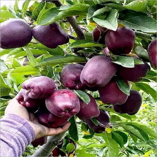 Red Delicious Apple Plant