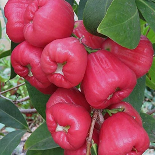 Thai Pink Rose Apple Plant
