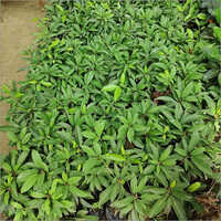Chiku Plant - Green, 2-3 Years Shelf Life | Rich In Vitamins A And C, Anti-inflammatory Benefits, Boosts Immunity And Skin Health