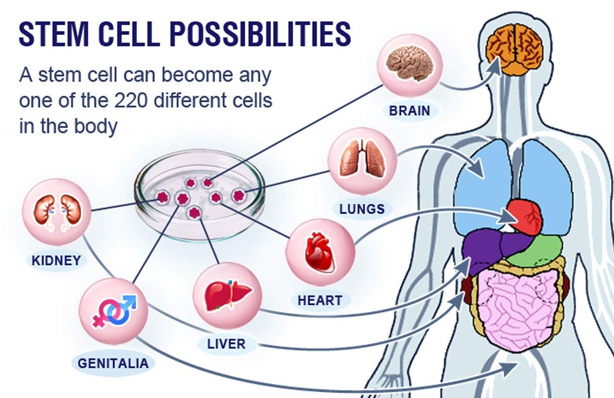 Triple Stem Cell Tablets (60 Tablets)