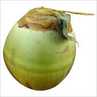 A Grade Organic Fresh Tender Coconut - Premium Quality, Green Color, Naturally Grown, Hydrating Water and Soft Meat