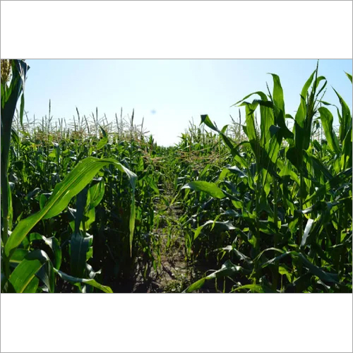 Crop Study Service By CHANGE VISION ENVIRONMENTAL CONSULTANCY