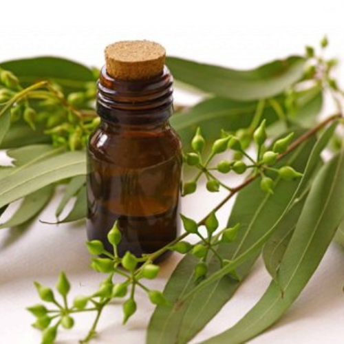 Organic Eucalyptus oil