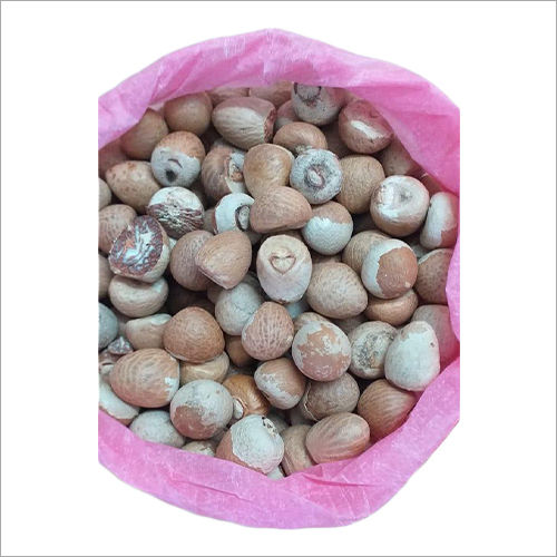 Areca Nut