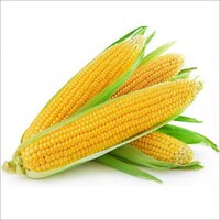 Sweet Corn Seeds - Hybrid, 1 Oz Package Size | 90% Germination Rate, Yellow Color, 60-75 Days Maturity, High Fiber Superfood