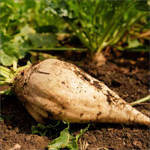 Fresh Sugar Beets