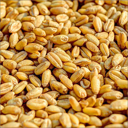 Common Natural Wheat Seed