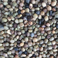 Guar Seed