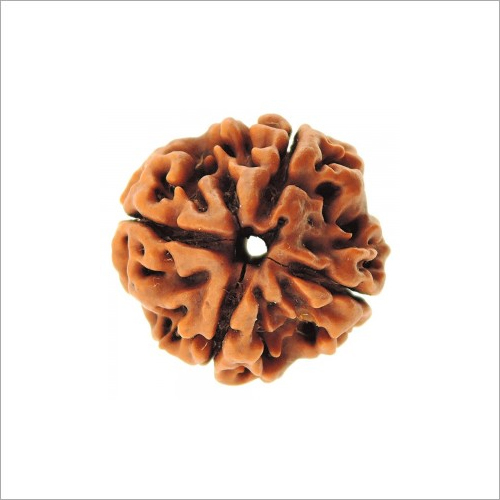 Mala Four Mukhi Rudraksha 14.93 Carat