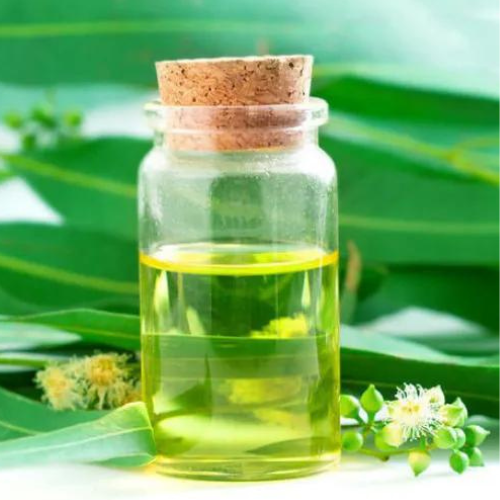 Eucalyptus Globulus Absolute Oil