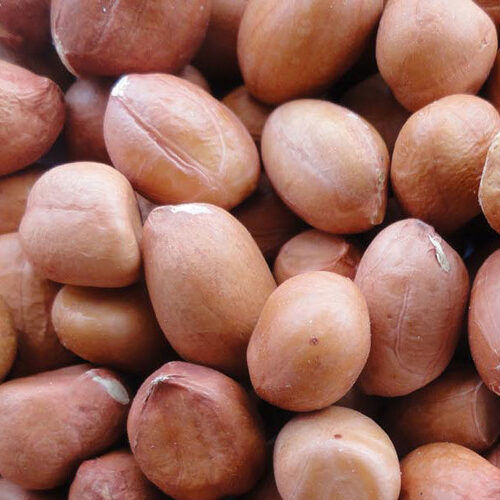 Organic Groundnut Seed