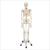 PVC Human Skeleton
