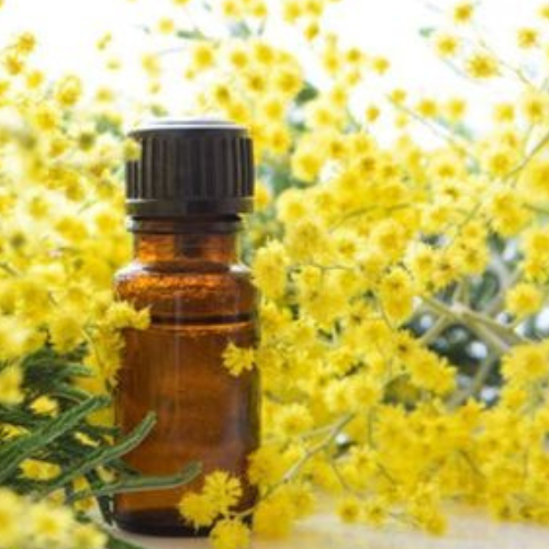 Mimosa Absolute Oil