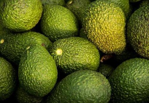 avocado fruit