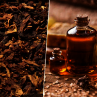 Tuberose  Absolute Oil