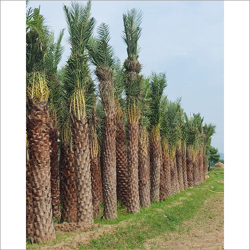 Green Natural Palm Plant