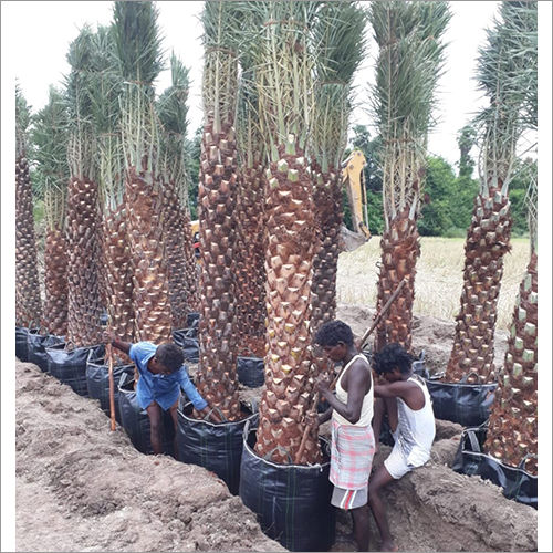 Settled Poly Bag Palm Tree Plant