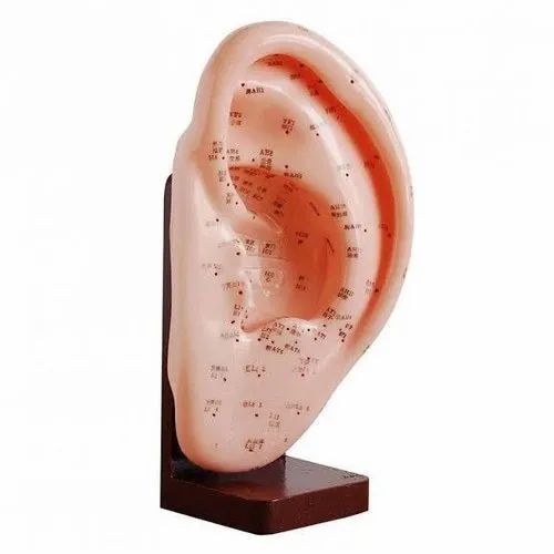 Ear Model(dummy)