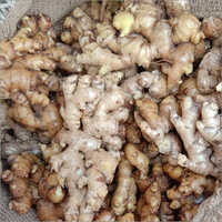 Fresh Ginger - Raw, Hygienically Processed For Maximum Flavor | Ideal For Cooking And Home Remedies, Preserves Aroma And Medicinal Benefits