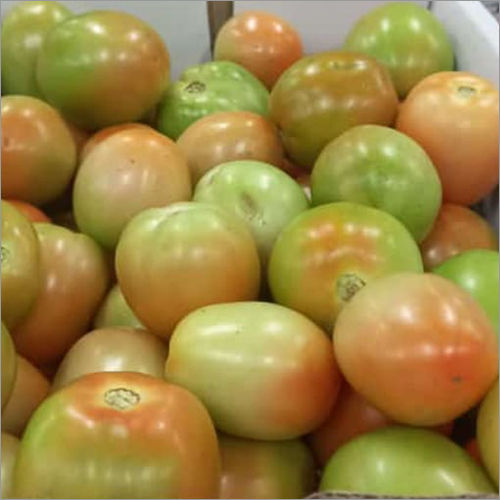 Fresh Tomato Moisture (%): Nil