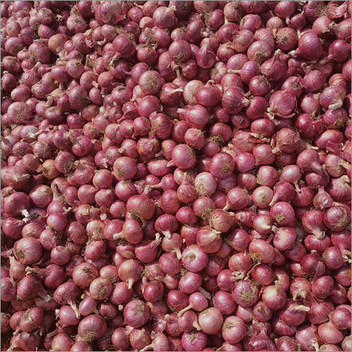 Fresh Garva Onions