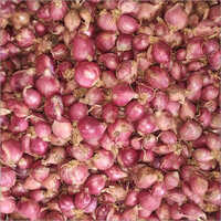 Shallot Onions - Fresh Raw Onions, Nil Moisture | Chemical-Free, Trusted Vendor Sourced, Ideal for Sauces, Soups, and Flavoring