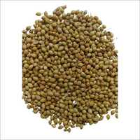 Coriander Seed