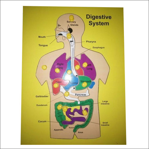 Multicolor Wooden Digestive System at Best Price in Saharanpur | Shah ...