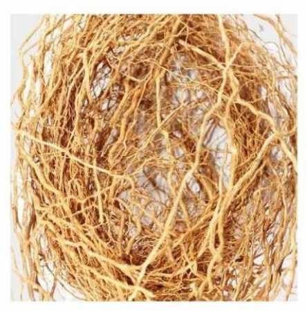 Vetriver Root