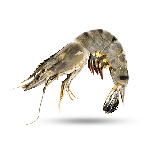 Jumbo Shrimp Shelf Life 45 Days at Best Price in Kolkata A P Sea Foods