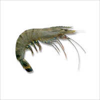 Fresh Black Tiger Shrimp