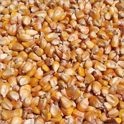 Common Dry Yellow Maize