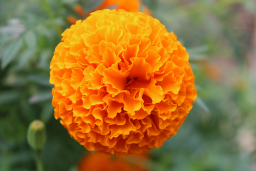 Lutein 5% 10% 20% CAS 127-40-2 Marigold Extract