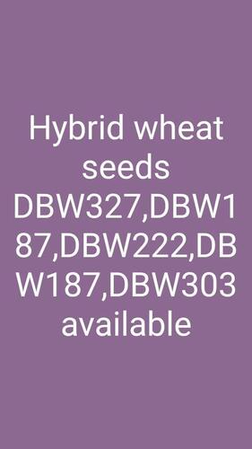 Wheat Seeds