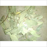 Fresh Dry Bay Leaf - 40 Kg Jute Bag | Superior Quality, Raw, Grade A, Rich Flavor & Aroma, High Nutritional Value