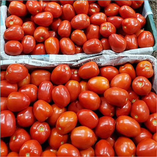 A Grade Red Tomato