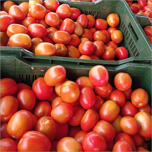 Fresh Hybrid Tomato