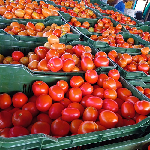 Fresh Red Tomato