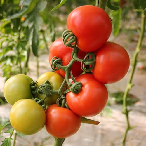 Natural Green And Red Tomato