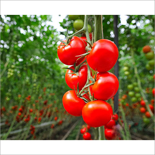 Organic Cherry Tomato