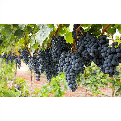 Organic Black Grapes